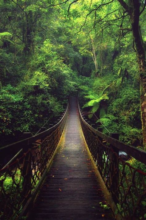 A Bridge In The Forest Nature Pictures Nature Photography Landscape