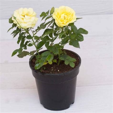 Rose Yellow Plant At Rs 475 Piece In Pune Namdeo Umaji Agritech