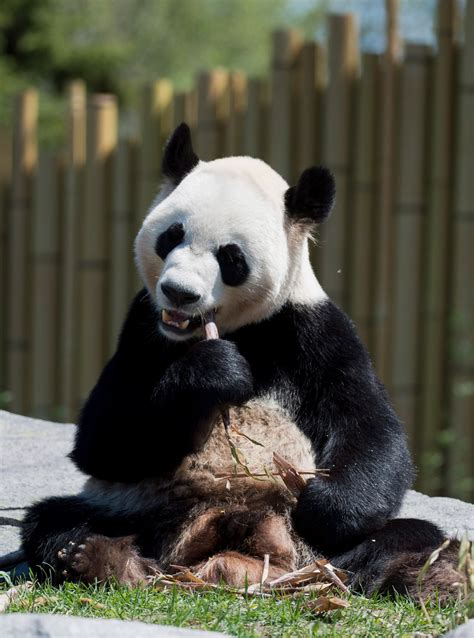 Chinese Pandas Make Canadian Debut Ctv News
