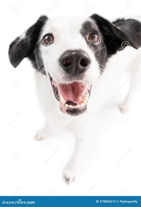 Happy Smiling White Dog Looking The Camera Wide Angle Lens Funny White