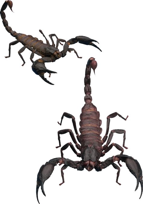 Scorpion PNG png image