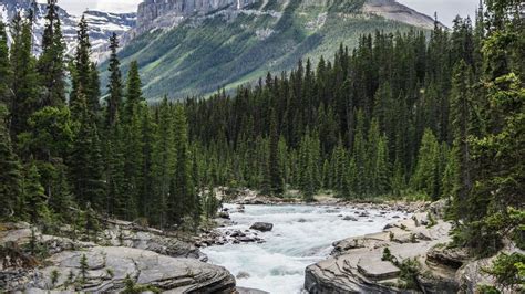 River Between Green Pine Trees Forest And Landscape View Of Mountains