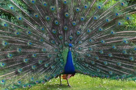 Male Peacock Displaying Its Colorful Tail Feathers Stock Image Image