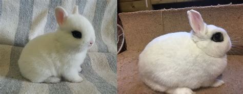 Dwarf Hotot Rabbit Breed Info Pictures Behavior Facts And More