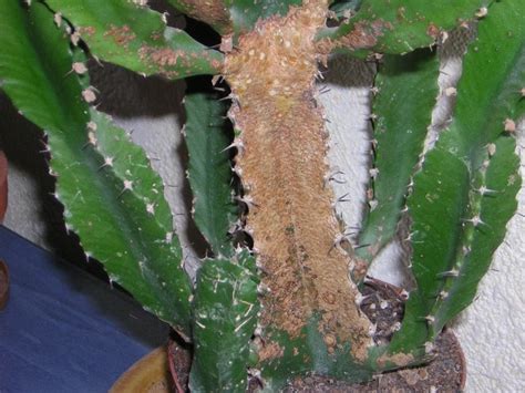 Cactus Qui Devient Marron Par Le Haut - croute brune sur mon cactus