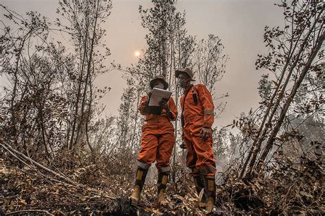 Briefer Krisis Kebakaran Hutan Dan Lahan Di Indonesia Perusahaan