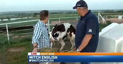 Cows Having Sex Steal The Spotlight In Hilarious Live Tv News Report