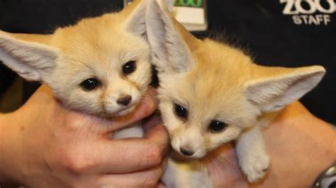 Petition · Make Fennec Foxes Legal To Own As Pets In Washington State