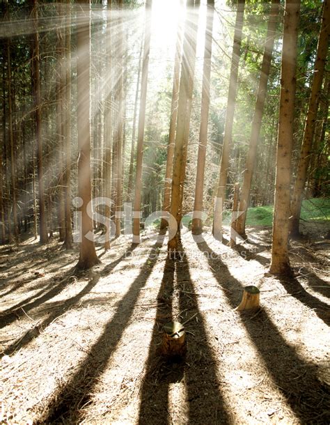 Morning Pine Forest In Sun Shining Rays Stock Photos