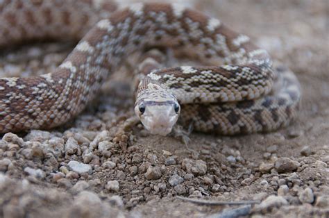 Bull snakes eat tiny animals such as rats, mice, ground squirrels, pocket gophers and rabbits; What Do Baby Bull Snakes Eat