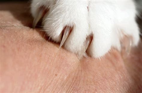 How To Take Care Of Cat Nails And Claws Gazette Day