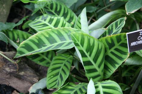 They can also tolerate full sun but needs to be slowly acclimated to prevent burning the plant. Calathea Zebra Plant Care - Tips For Growing Zebra Indoors ...