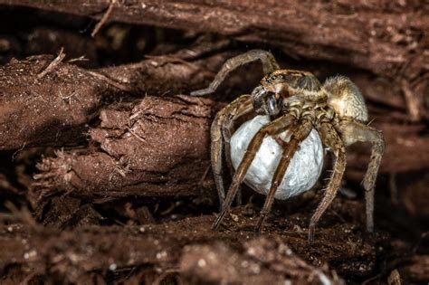 Wolf Spider Baby Boom In A Warmer Arctic