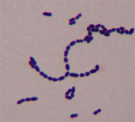 Gram Positive Cocci Steptococci Enterococci Peptostreptococcus