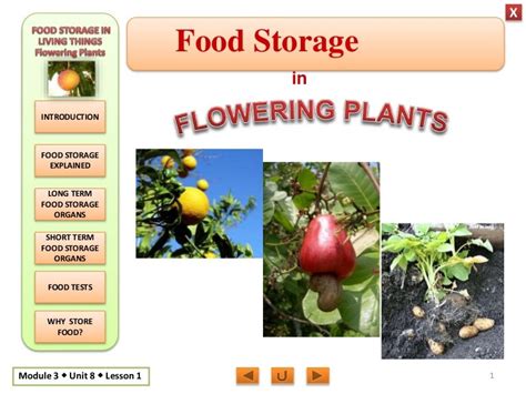 Biology M3 Food Storage In Flowering Plants