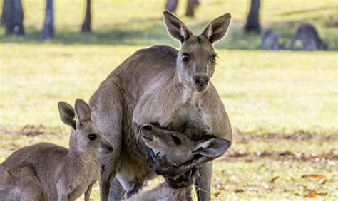 Whats Behind The Picture Of The Kangaroo Holding His Dying Companion