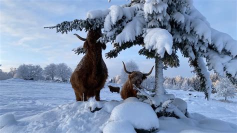 Scottish Highland Cattle In Finland Eating Snowy Spruce Branches Youtube
