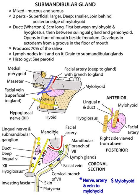 Instant Anatomy Head And Neck Areasorgans Salivary Glands