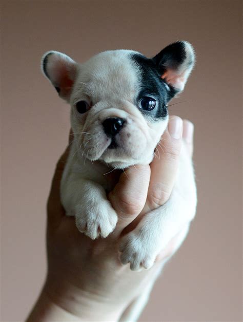 Features and shout outs available. Why Are Frenchies So Expensive? - French Bulldog Breed