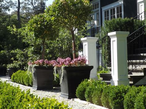 Best Evergreen Trees For Patio Pots Patio Ideas