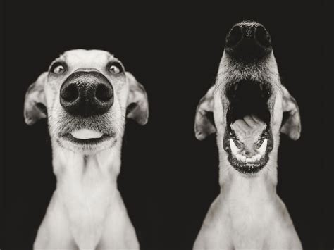 Photographer Takes Incredibly Expressive Portraits Of Her Dogs