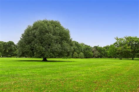 Big Green Tree Stock Photo Image Of Land Landscape 53184832