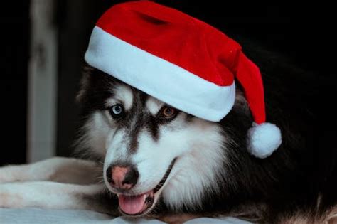 Cute Dog In Santa Hat · Free Stock Photo