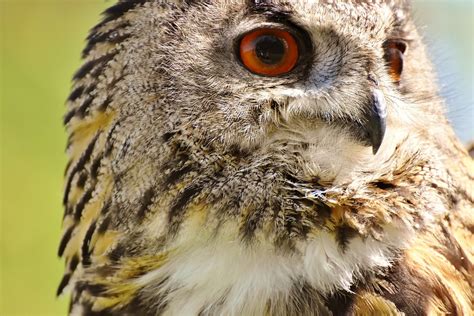 Owl Bird Feather Eagle · Free Photo On Pixabay
