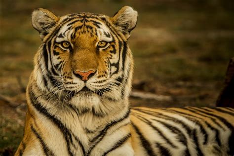 350 Bengal Tiger Pictures Hd Download Free Images On Unsplash