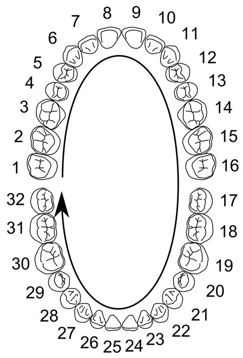 Columbia Dentoform Usaadc Teeth For Adc Model Pvr 860 Teeth
