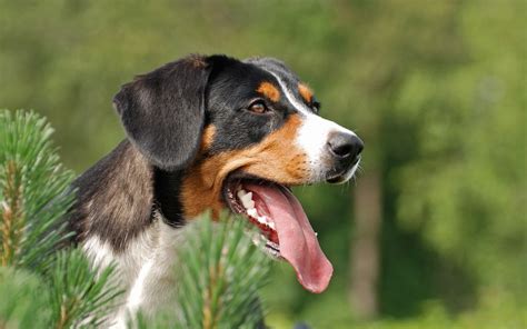 Entlebucher Mountain Dog Breed Information And Standard