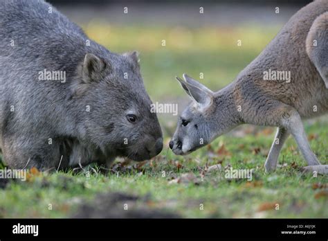 Kangaroo And Wombat
