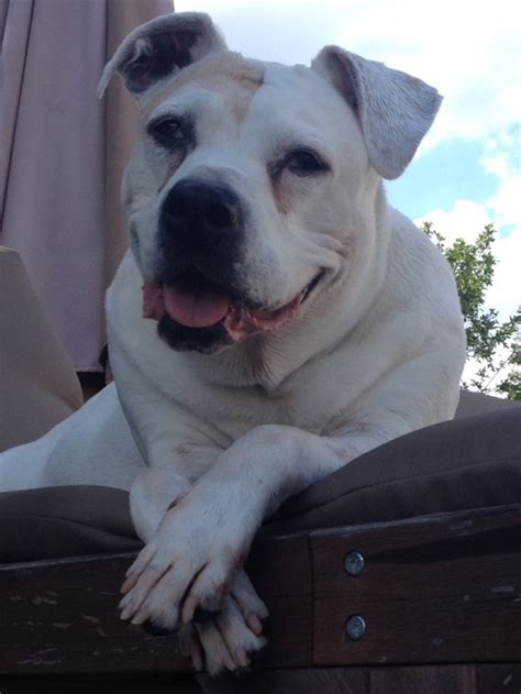 Personality, temperament, energy, comfort with kids and other animals, medical needs and more. Vote for Madison | American Bulldog Rescue Dogs of the ...