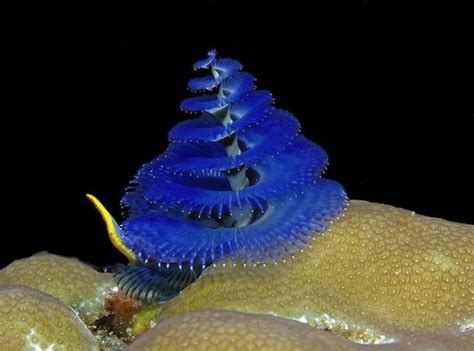 Cool Daily Pics Most Beautiful Unseen Sea Creatures