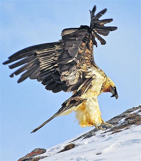 Der bartgeier ist ein ausgesprochener gebirgsvogel. Auge in Auge mit dem Bartgeier | 1815.ch