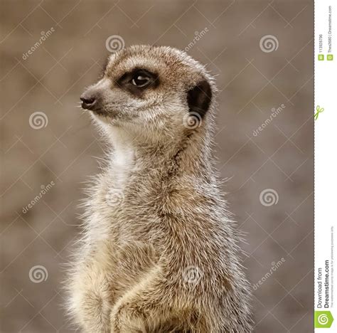 Meerkat Portrait Stock Photo Image Of Life High Small 113928796