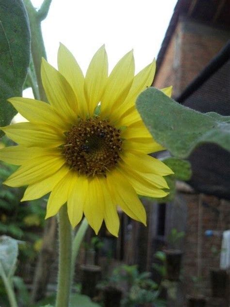 Penting mengetahui nama bunga / tumbuhan maupun hewan untuk menghindari kesalahan. Bunga Matahari | Bunga matahari dan Matahari
