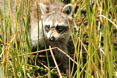 Raccoon Project Noah