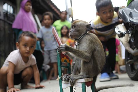 Jakarta Street Monkeys Spreading Disease