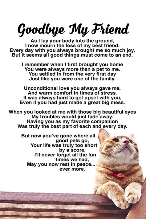These cat loss quotes from other cat owners are a great reminder of the blessings we receive when a cat comes into our life. rainbow bridge cat - | Cat loss, Cat loss poems, Pet loss ...
