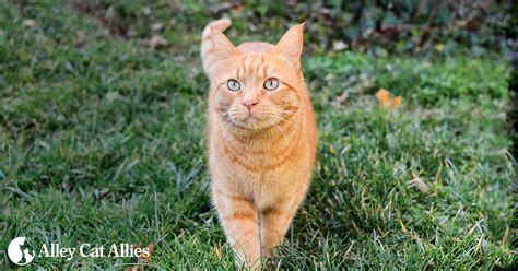 Alley Cat Allies An Advocacy Organization For Stray