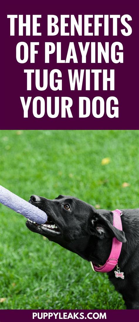 The Benefits Of Playing Tug With Your Dog Dog Exercise Training Your
