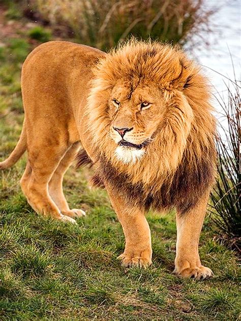 Pin De خالد العبادي Khaled Alabbade Em Lions Grandes Felinos Leões