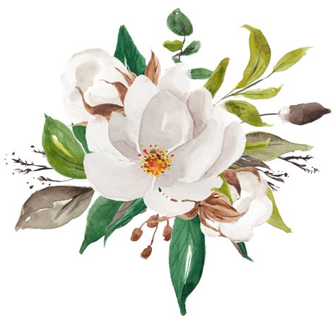 Magnolia Flower Png PNG Image Collection
