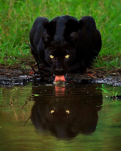 Photo By Mithunhphotography Black Panther Wildlife
