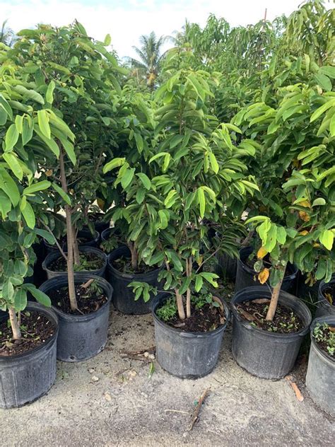 Our range of top fruit trees have been specially selected to ensure great results in british gardens. Fruit tree SALE mango avocado everything trees for Sale in ...