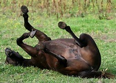 horses playing | HORSE PLAYING DEAD photo - Cindi Smith photos at pbase ...