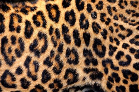 Leopard Skin ~ Animal Photos ~ Creative Market