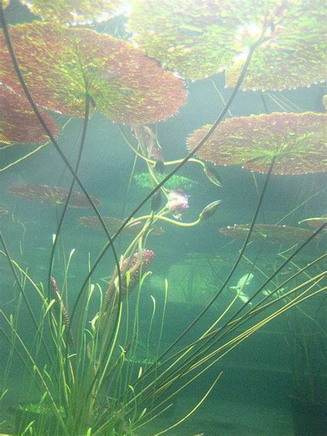 Lily Pads Underwater Underwater Flowers Underwater Art Underwater
