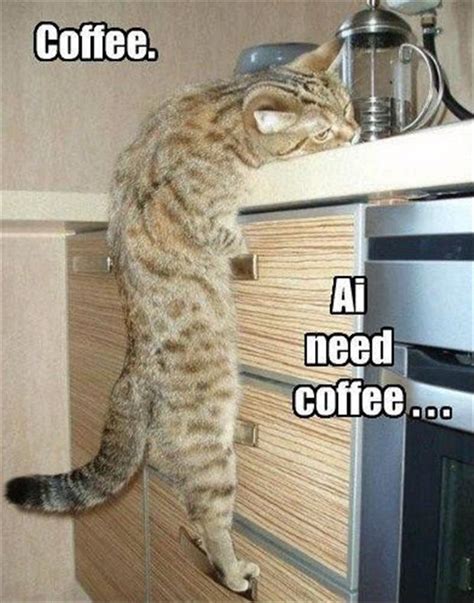 60 Hq Pictures Cat Drinking Coffee Meme Cat Cafe Arriving By Early